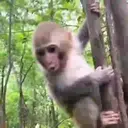 স্টিকার