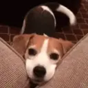 Կպչուն պիտակ