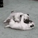 Կպչուն պիտակ