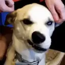 Կպչուն պիտակ