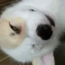 Կպչուն պիտակ